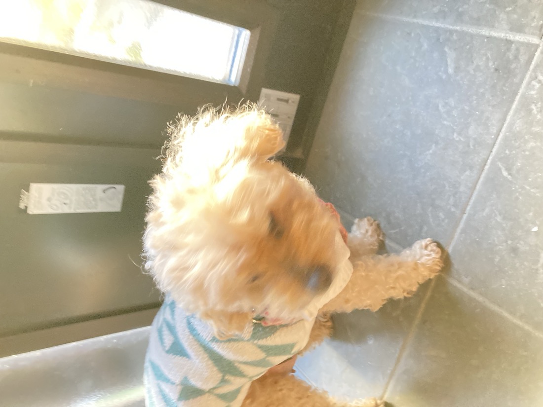 店内をとことこ歩くほたるちゃん